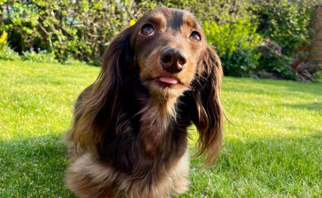 Lily, the Miniature Long Haired Dachshund