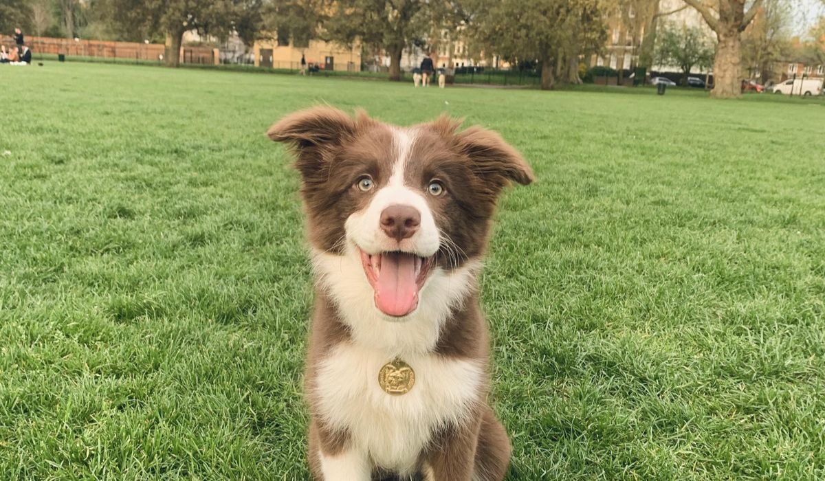 Chopstick the Border Collie sitting happily in the local park waiting to meet a new potential match
