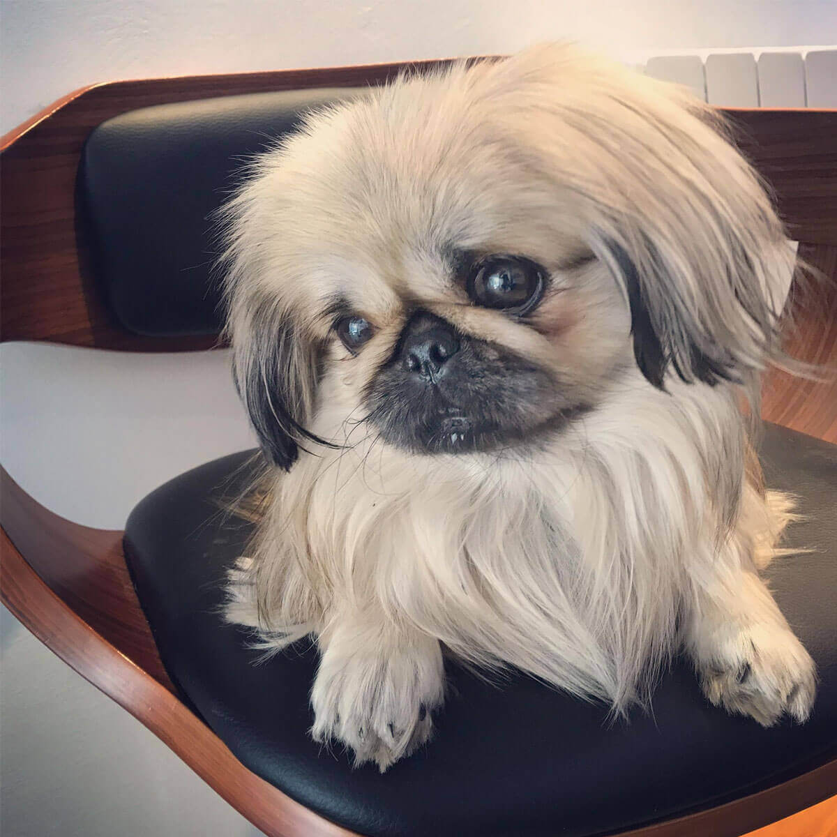 Doggy member Penelope, a Pekingese sitting on a chair