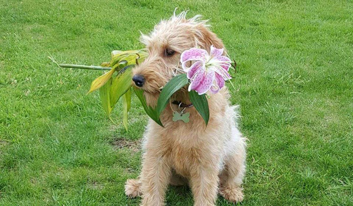 A cute, fuzzy dog sits on grass, holding a large pink lily flower in her mouth