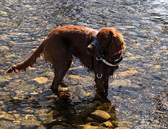 A long-haired, red dog is standing in shallow water