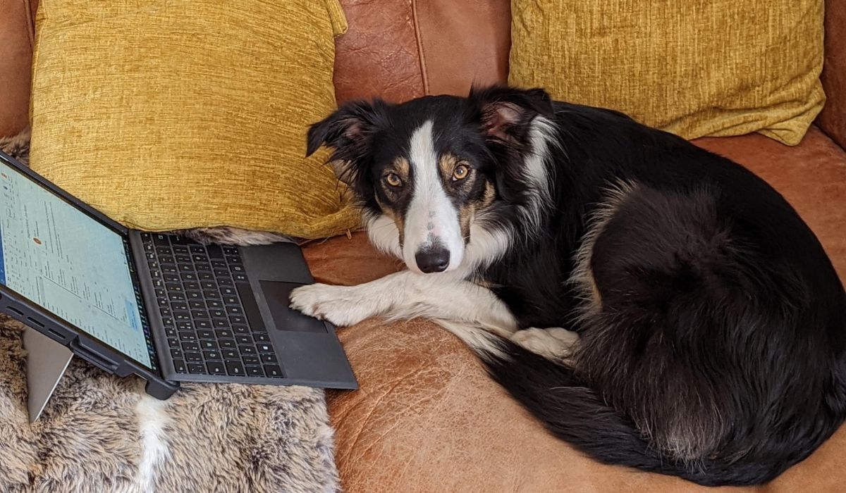 Millie the Border Collie is hard at work lying on the sofa, paw to the laptop.