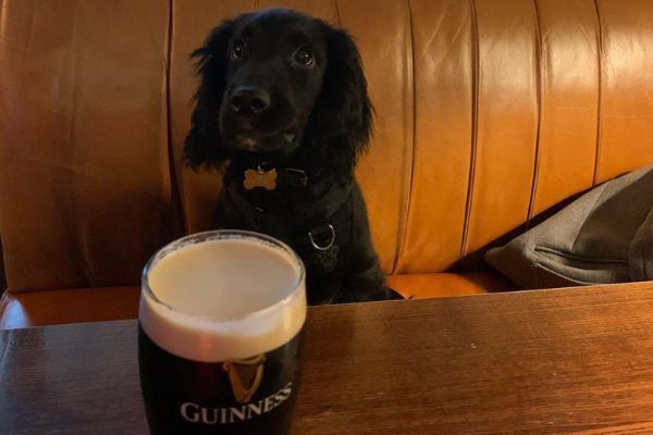 Chester the Cocker Spaniel puppy sitting on the sofa bench whilst his owner enjoys a pint of Guinness