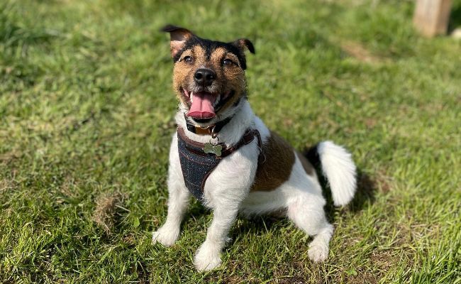 Doggy member Hooper, the Jack Russell Terrier sitting happy on a walkies