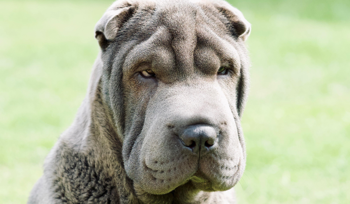 A large, grey, short haired dog, with folds of skin around the head, eyes and muzzle sits on the grass. The dog has a small grey, button nose, wide set, sunken eyes and teeny, triangular, flopped over ears.