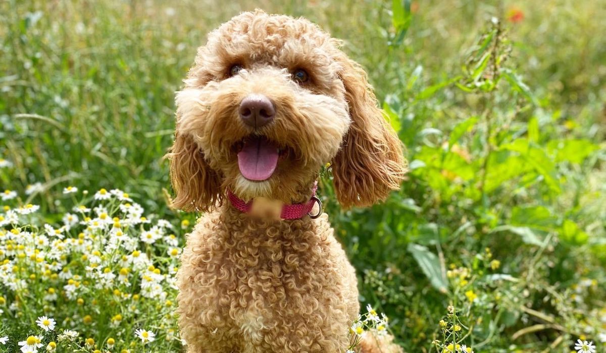 The face of a gorgeous, golden Cockapoo, with curly ears and beautiful brown eyes, waiting patiently for a treat in the garden.