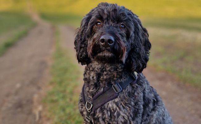 Doggy member, Henry, the Cockapoo posing for a photo on his favourite walk