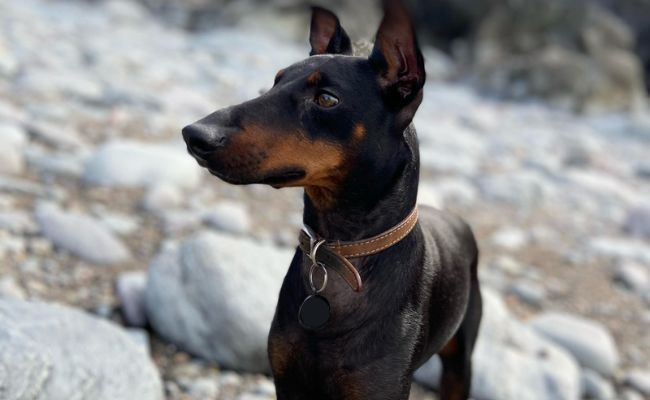 Bodhi, the Manchester Terrier