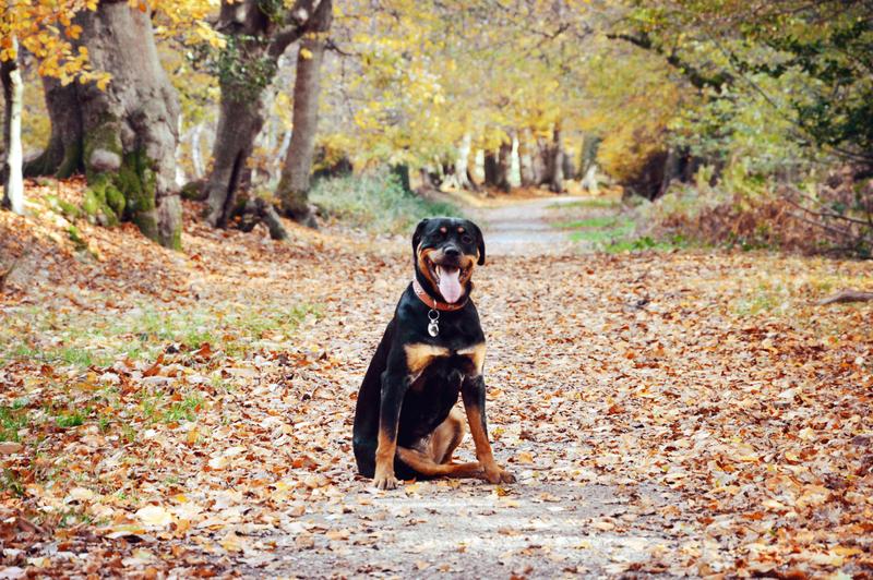 5 ways you can tell your dog loves you