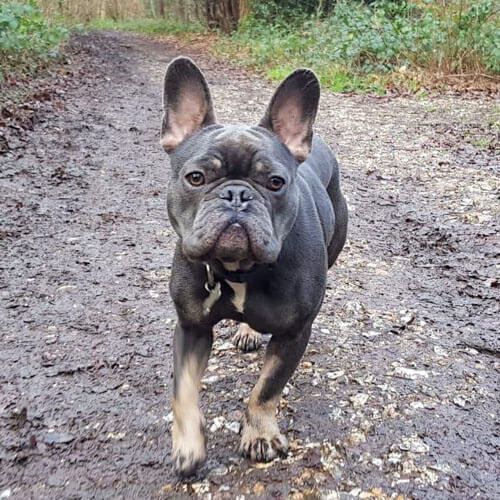 A stocky grey dog with tan markings and large ears is walking on a muddy path