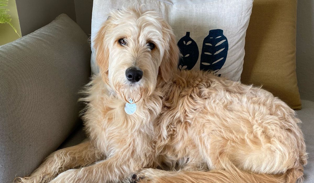 Doggy member Remi, the Goldendoodle, chilling on the armchair after a fun-filled day with their borrower