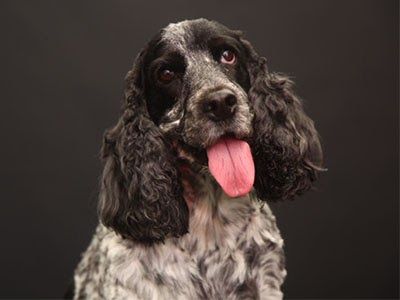 A black an white Spaniel sits patiently with his tongue out