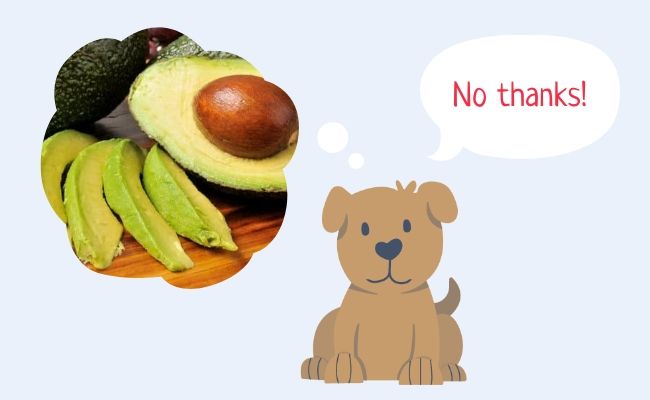 Dogs can't eat avocados