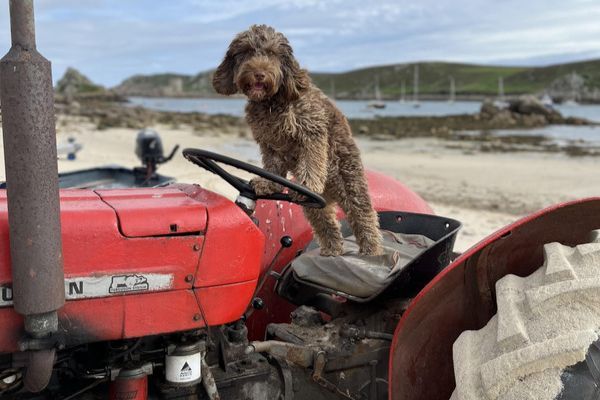 Bailey the Cockapoo standing in the drivers seat with his two front paws on the wheel of an old tractor