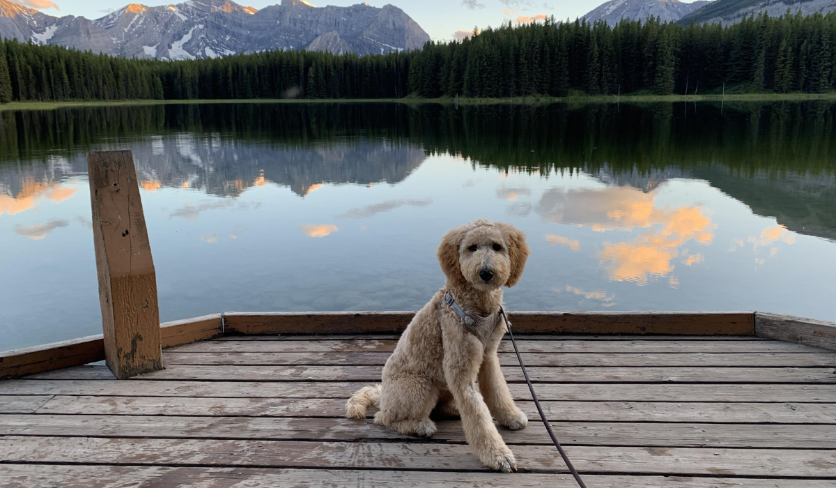 A gorgeous, medium sized, doodle dog is sitting on a wooden deck with a glassy lake behind, reflecting the surrounding tall trees and mountains topped with a sprinkling of snow.