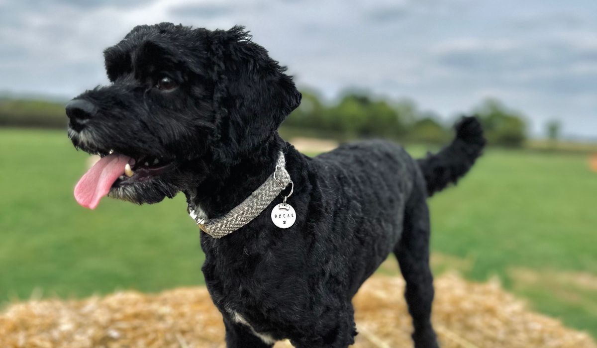 The Best Dog Tags in the UK