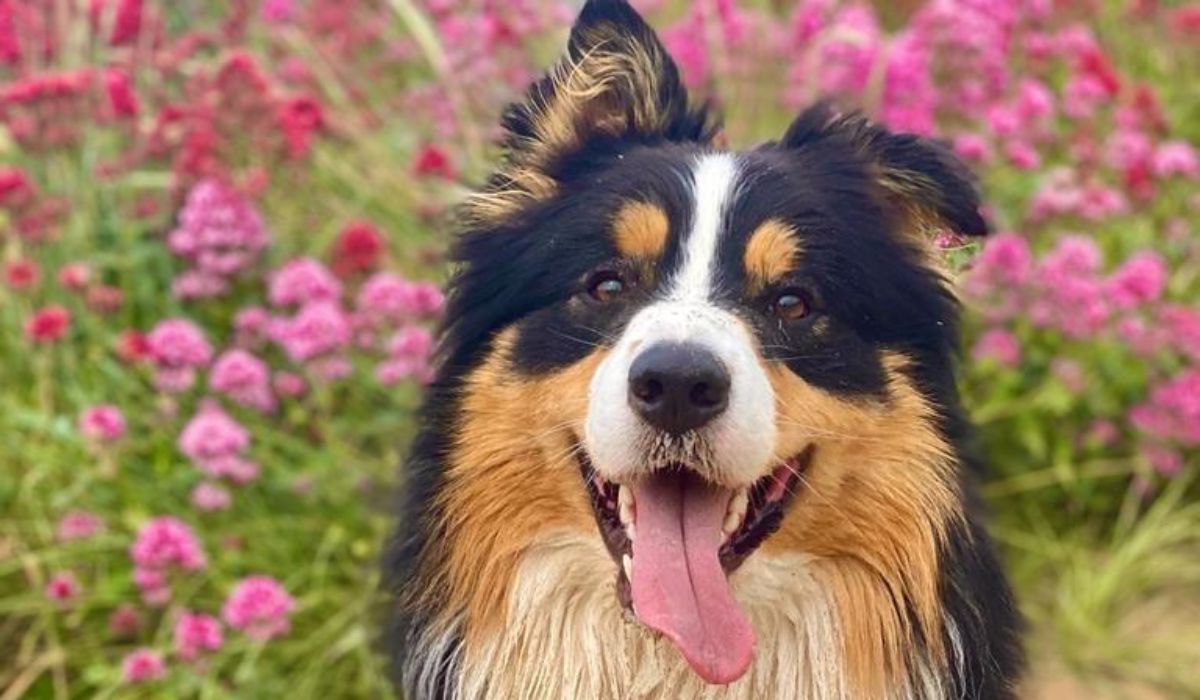 A large, fluffy, black dog with a white chest and nose and golden tan markings on their face and ears, in a field of purple flowers.