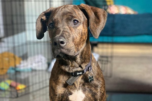 Nisa, the Cross Breed in front of her crate