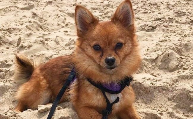 Doggy member Coco, the Pomeranian, lying in the sand at the beach