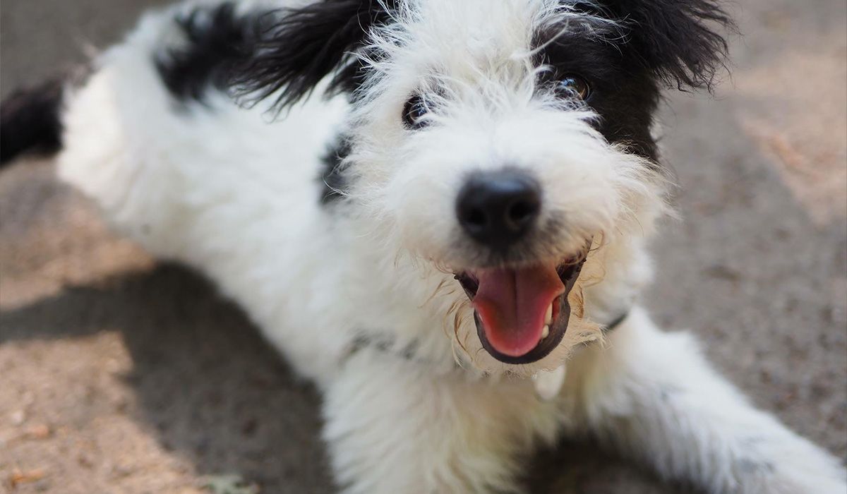 A cute little black and white scruffy dog looks at the camera with a smile