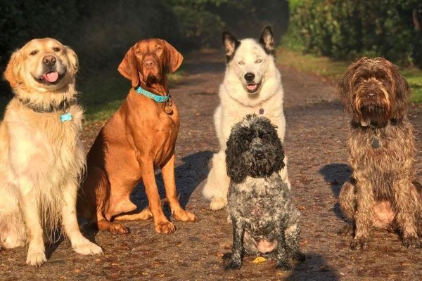 A group of dogs all sitting, posing for a group photo in the glorious sun