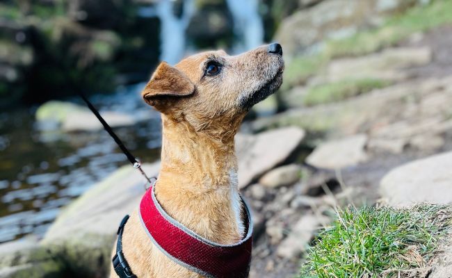 Doggy member Willow, the Patterdale Terrier sitting in front of a small waterfall