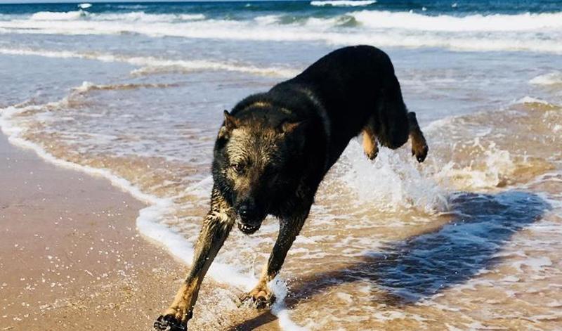 8 top tips for keeping your dog safe at the seaside