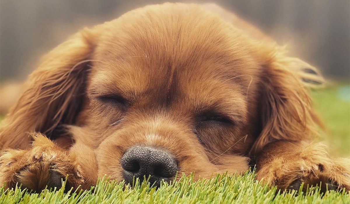 A red, Cavalier King Charles Spaniel is sleeping peacefully in the garden.