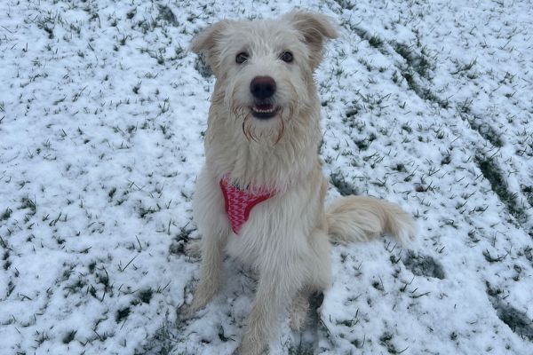 Sadie the Cross Breed sitting in the snow!