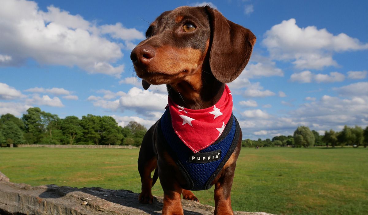 Daphne the dachshund stands proudly on a log in a park on a beautiful day