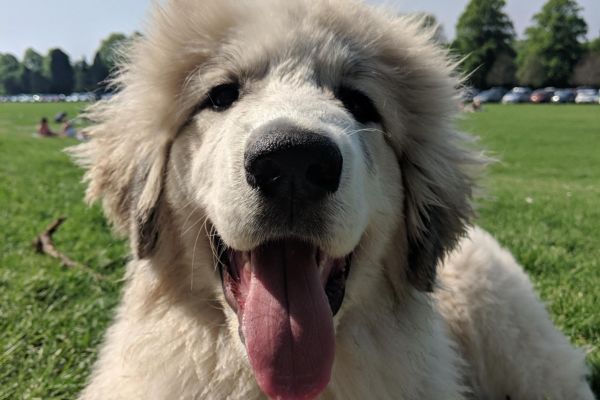 Duper, the great Pyrenees