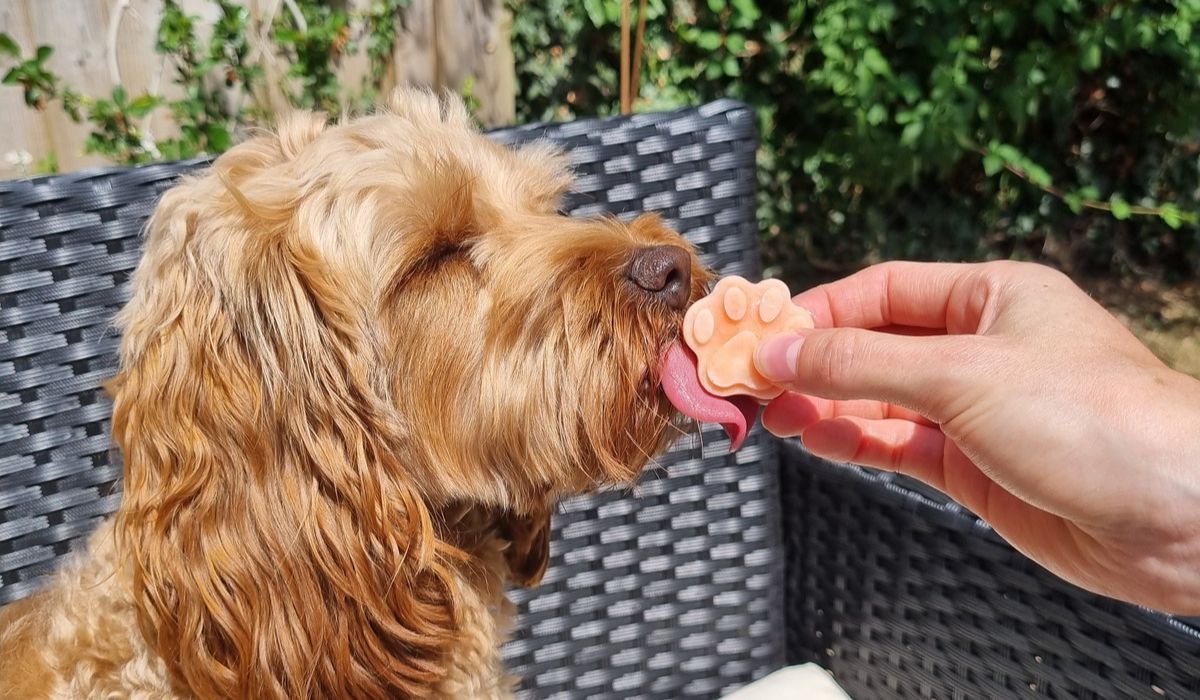 doggy enjoying an icy treat on a summer's day