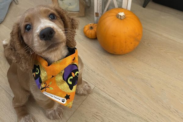 Coco the Cocker Spaniel puppy wearing a Halloween-themed bandana sat next to a pumpkin