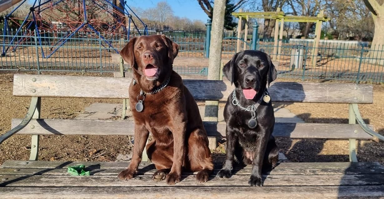 A chocolate lab and a black lab sit on a park bench in front of a children's playground