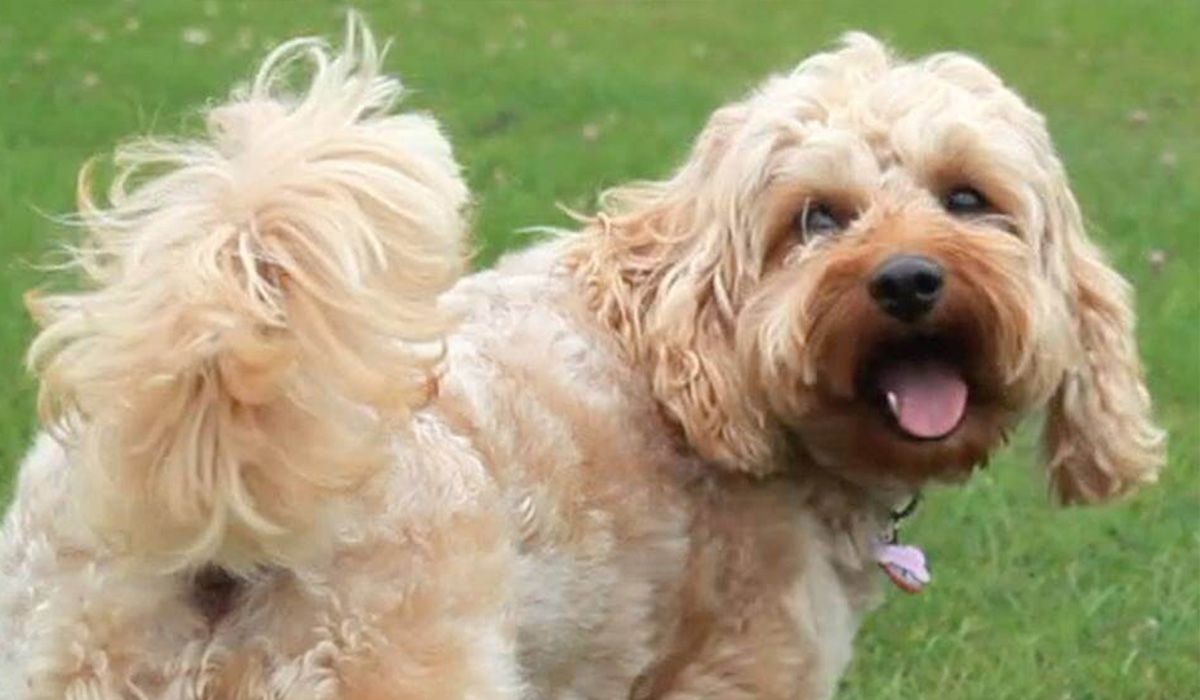 Crumpet the dog excitedly wagging her tail in a park