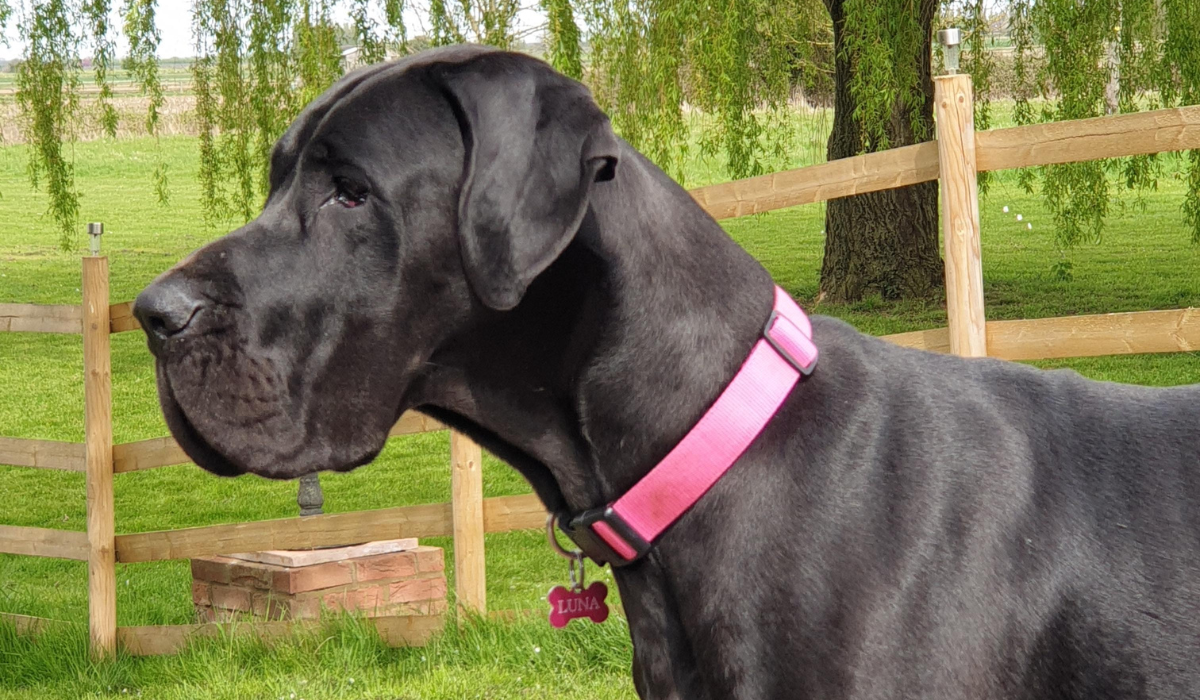 A large, black dog with a flat, narrow head, small triangular ears flopped down and a strong, large neck wearing a bright pink collar, stands side on in a fenced green space, with their eyes focused intently on something in the distance.