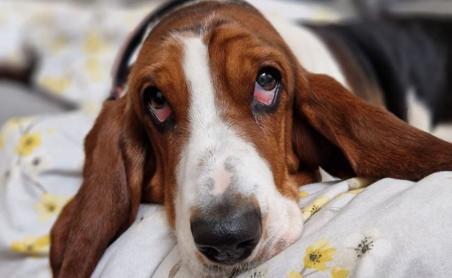 Jean the Basset Hound enjoying a lazy morning snoozing on their human's bed