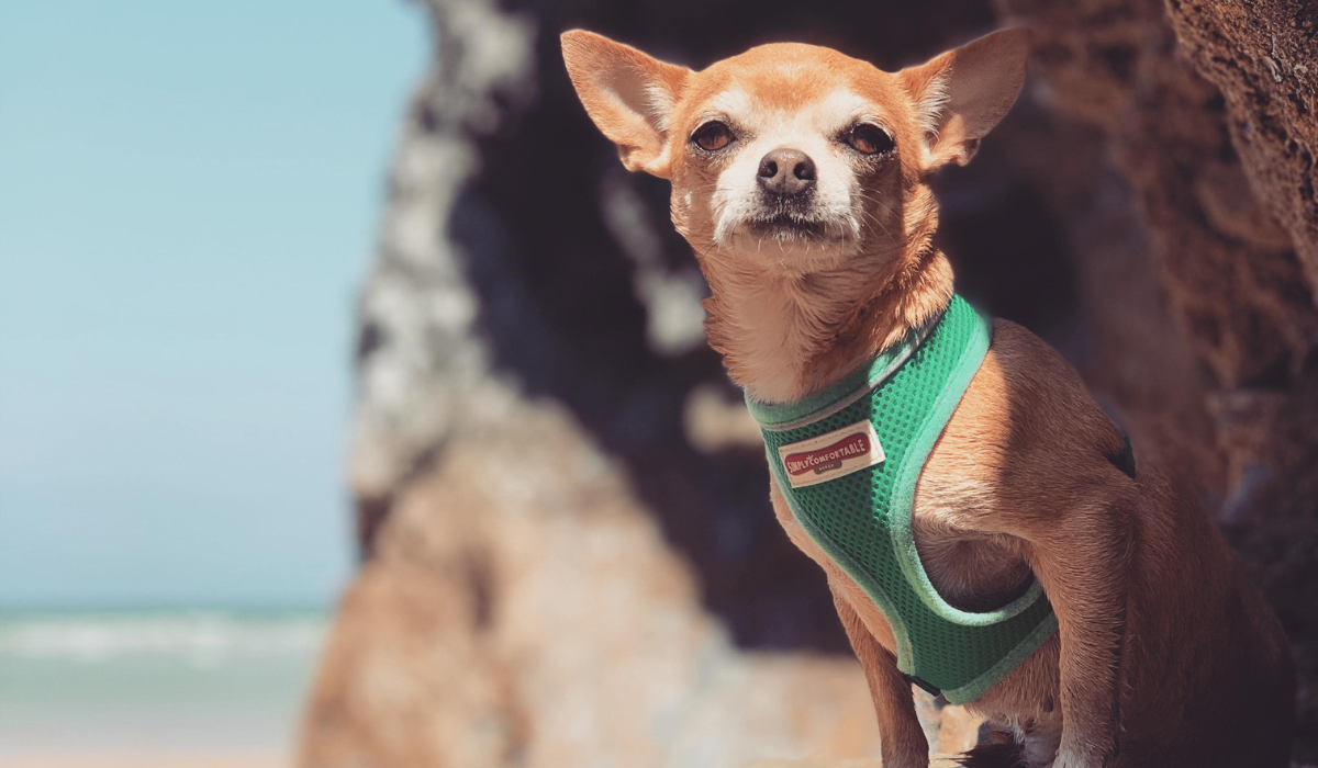 A tiny, short-haired dog with large, pointy ears and wearing a teal harness is sitting on the cliff side, enjoying the sea breeze.