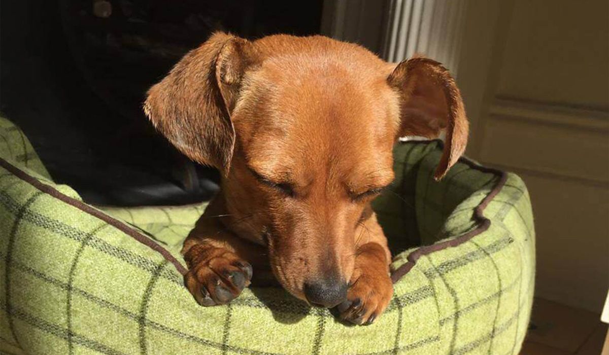 Daphne looking cute in a green tartan dog bed