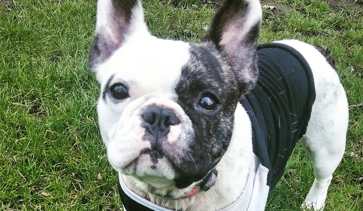A black and white French Bulldog stands on grass, looking up at the camera