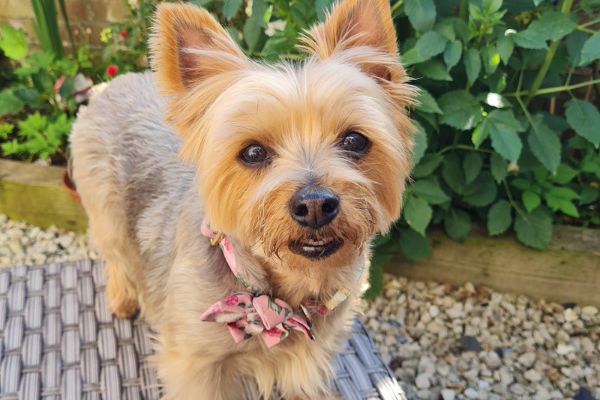 Roxie, the Yorkshire Terrier, with a pink bandana looking straight at the camera