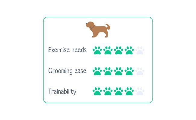 Smooth Fox Terrier  Exercise Needs 4/5 Grooming Ease 4/5 Trainability 4/5