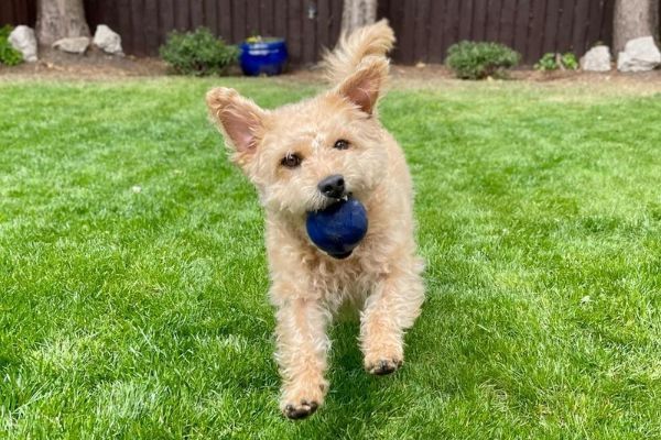 Harry the Patterdale Terrier running in the garden with his blue ball