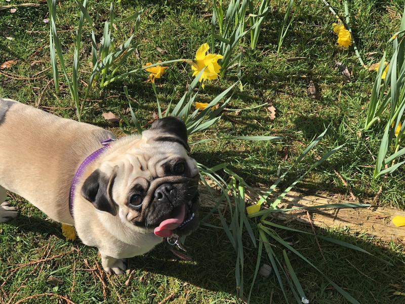 May Breed of the Month - Pug