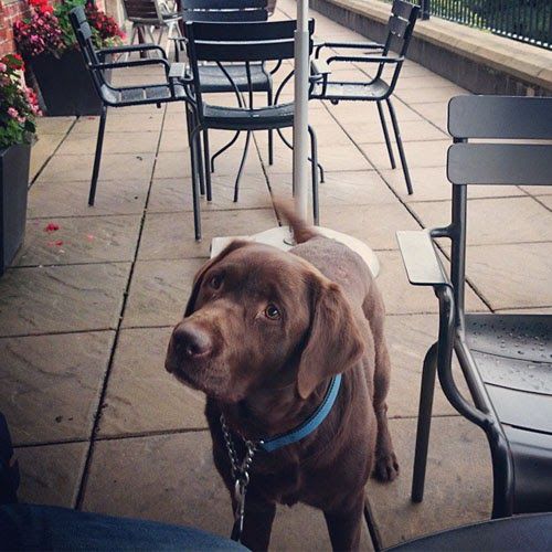 Doggy member Lucky wags his tail in a cafe