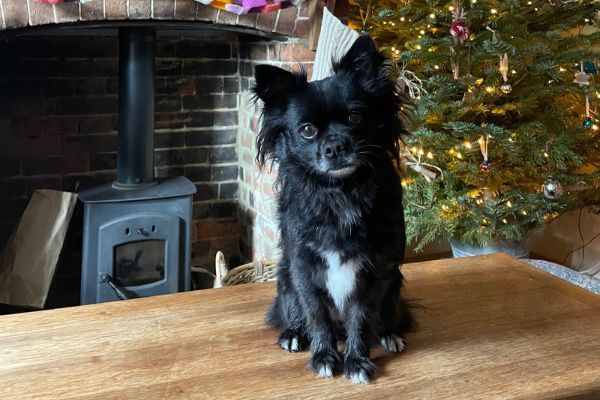 Matilda the Cross Breed sitting on a table in front of the log burner and Christmas tree