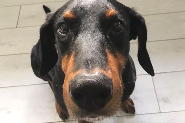 Amstel the Dobermann looking up close to the camera