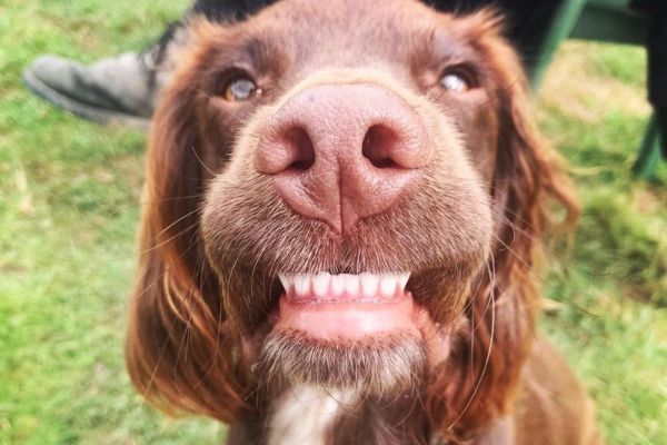Cooper the Cocker Spaniel grinning showing off his pearly white teeth