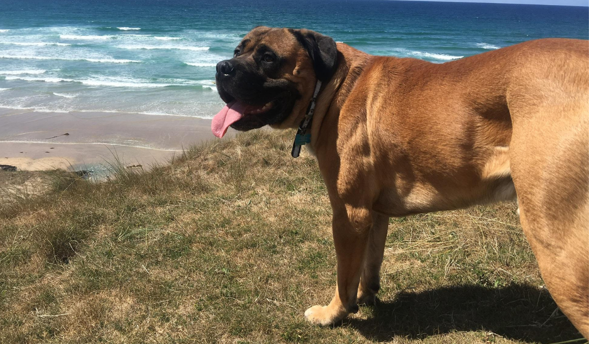 A large, stocky, short-haired, golden dog is standing happily at the top of a cliff looking over a sandy beach. Small waves head towards the shore in the distance.
