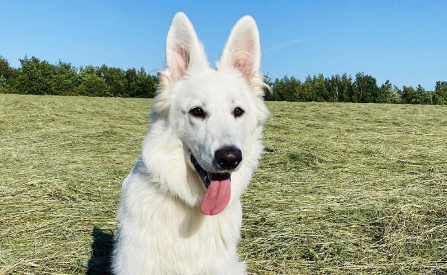 Doggy member, Loki, the white German Shepherd Dog smiling in the spring sunshine as he enjoys a walk through freshly cut fields